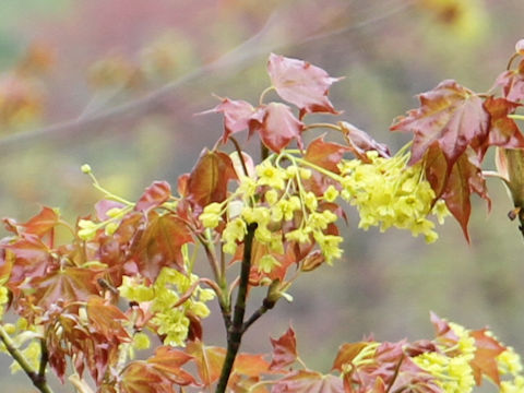 Acer mono var. mayrii