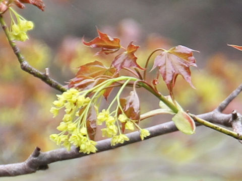 Acer mono var. mayrii