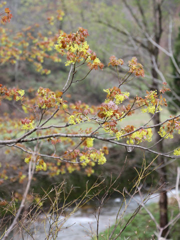 Acer mono var. mayrii