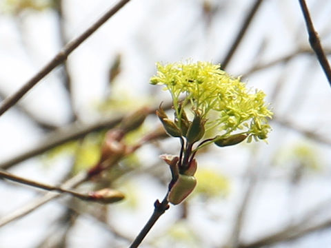 Acer mono var. mayrii