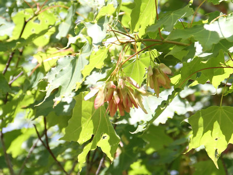 Acer mono var. mayrii