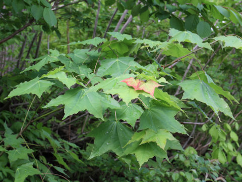 Acer mono var. mayrii