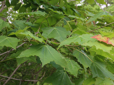 Acer mono var. mayrii