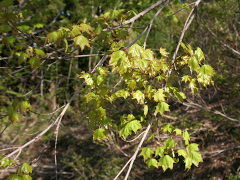 Acer mono var. mayrii