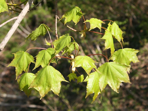 Acer mono var. mayrii