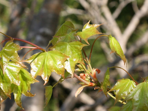 Acer mono var. mayrii