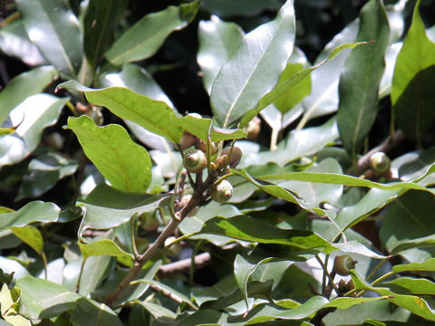 Quercus acuta