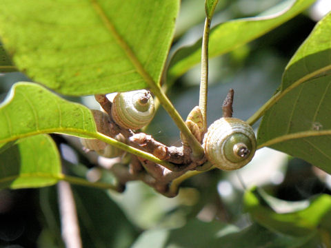 Quercus acuta