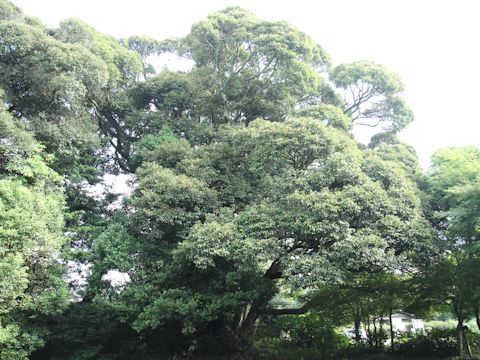 Quercus acuta