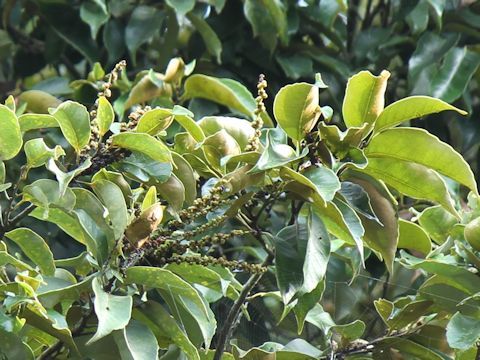 Quercus acuta