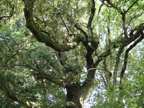 Quercus acuta