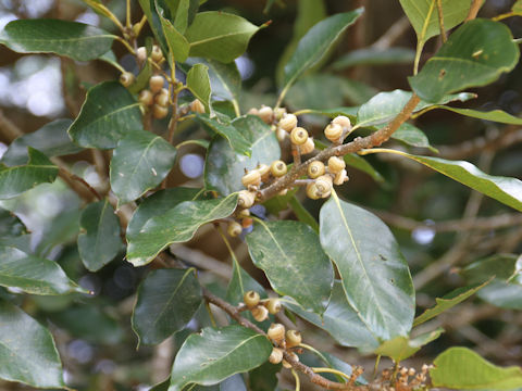 Quercus acuta
