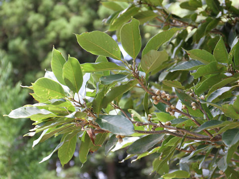 Quercus acuta