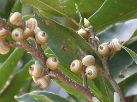 Quercus acuta