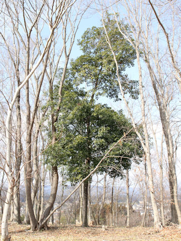 Quercus acuta