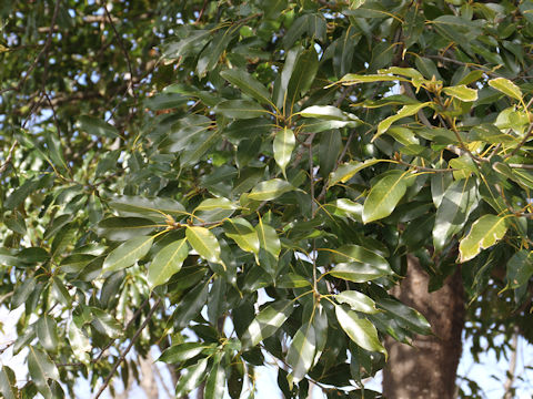 Quercus acuta