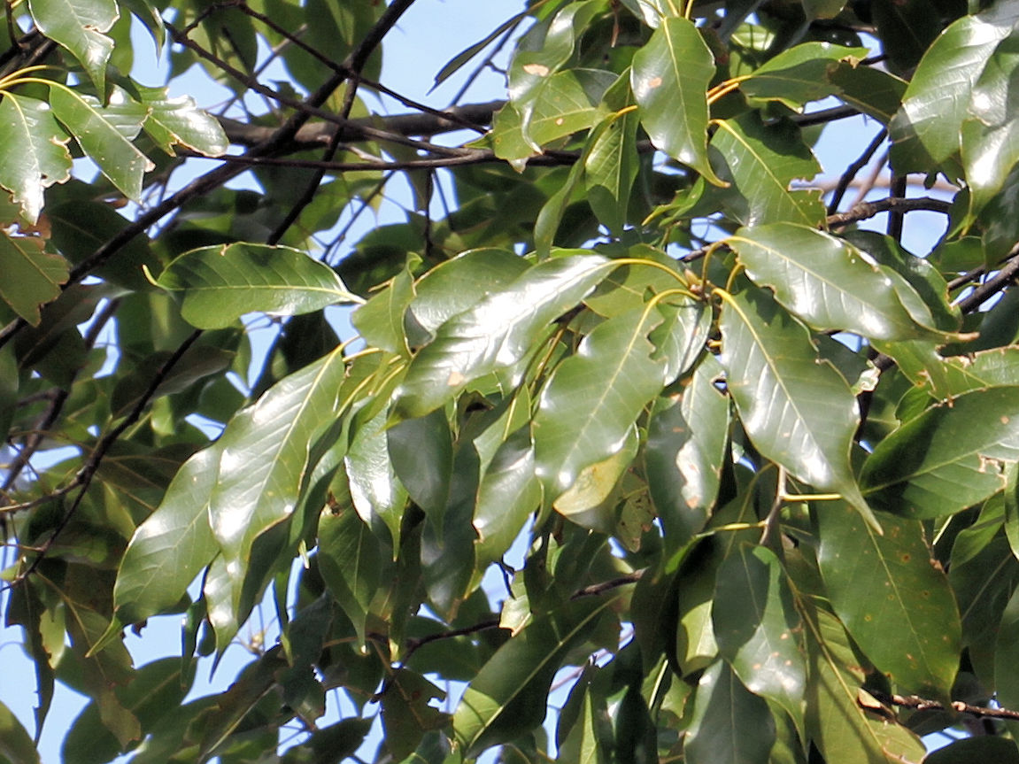 Quercus acuta