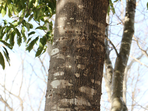 Quercus acuta
