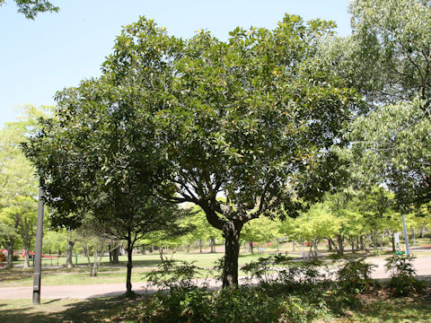 Quercus acuta