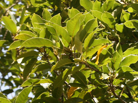 Quercus acuta
