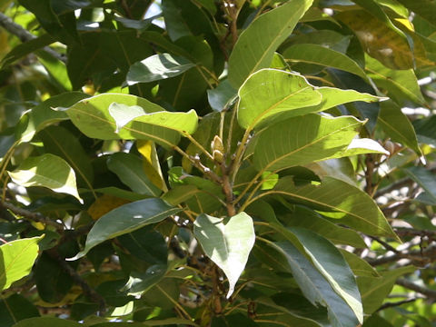 Quercus acuta