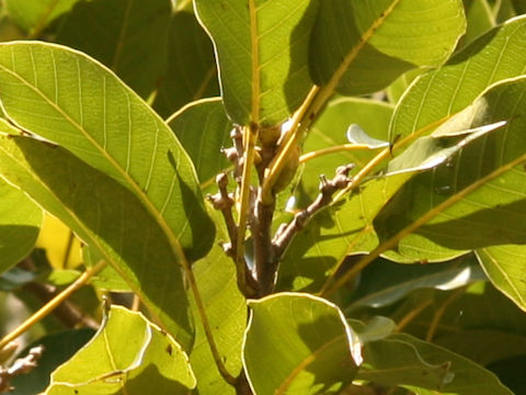 Quercus acuta