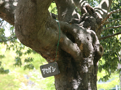 Quercus acuta