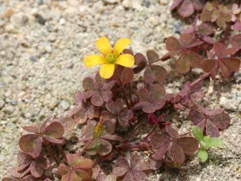 Oxalis corniculata f. rubrifolia