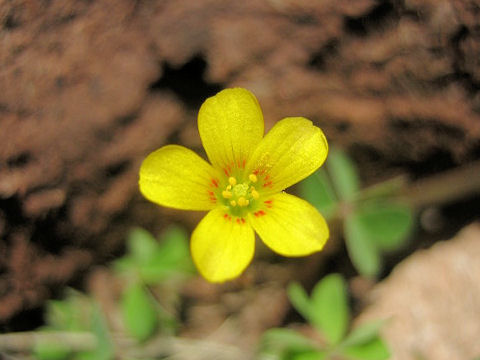 Oxalis corniculata f. rubrifolia