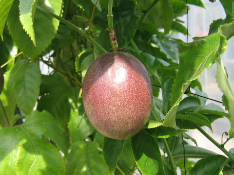 Passiflora edulis var. flavicarpa cv. Red Fruit