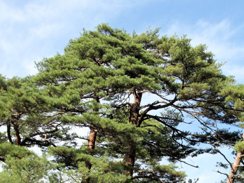 Pinus densiflora