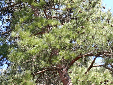 Pinus densiflora