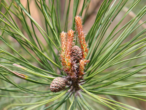 Pinus densiflora