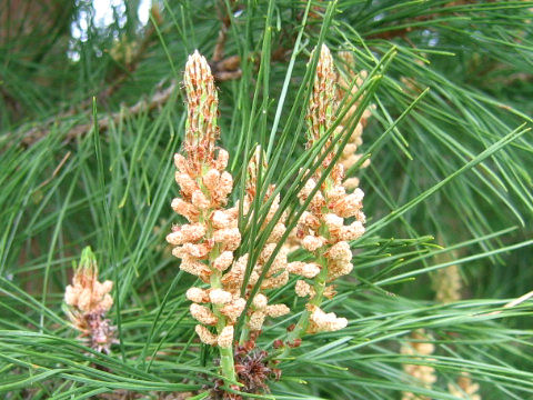 Pinus densiflora