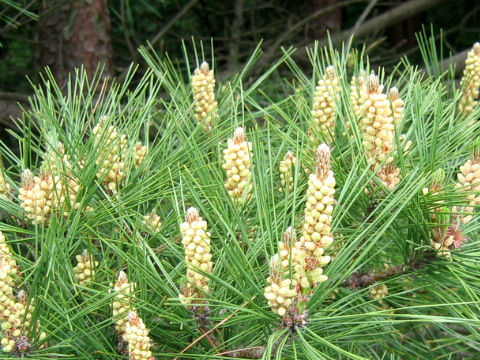 Pinus densiflora