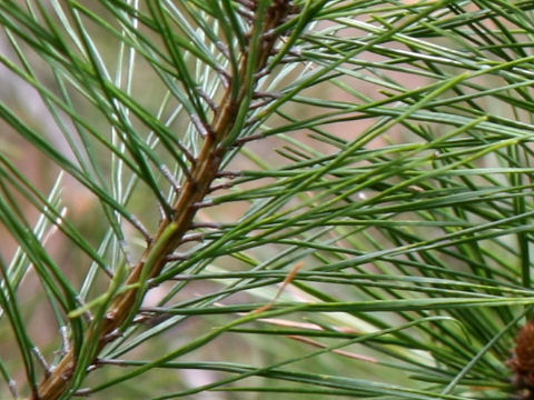 Pinus densiflora