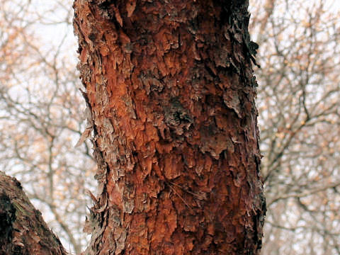 Pinus densiflora