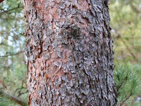 Pinus densiflora