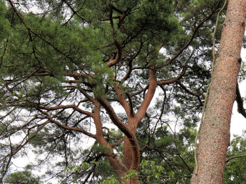 Pinus densiflora