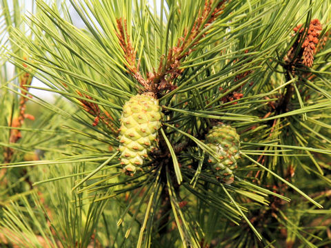 Pinus densiflora