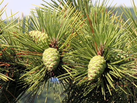 Pinus densiflora