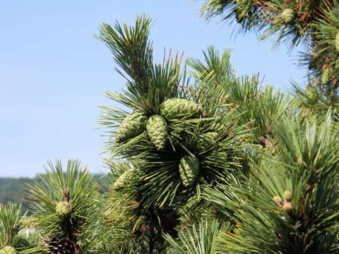 Pinus densiflora