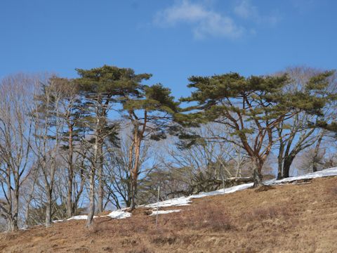 Pinus densiflora