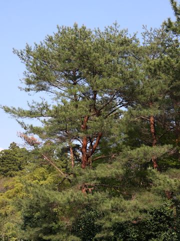 Pinus densiflora