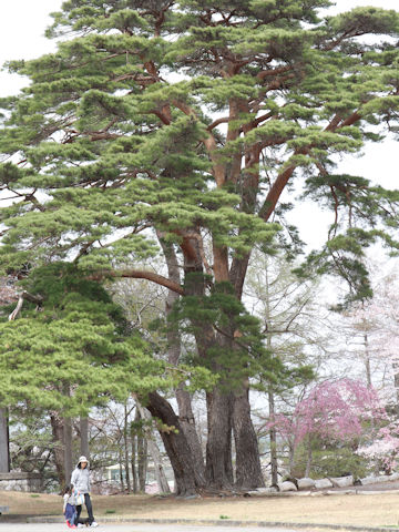 Pinus densiflora