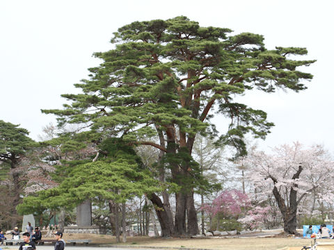 Pinus densiflora