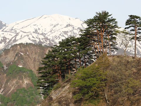 Pinus densiflora