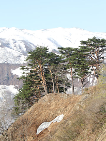 Pinus densiflora