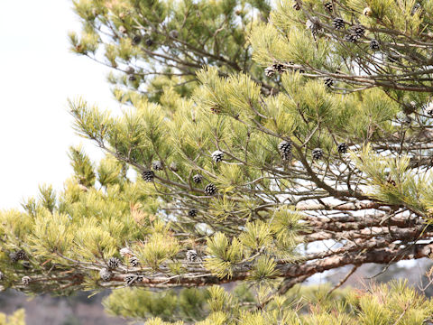 Pinus densiflora