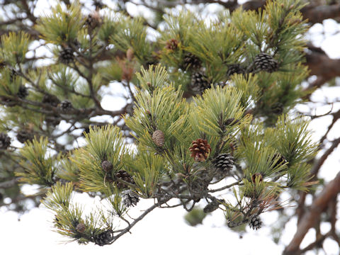 Pinus densiflora